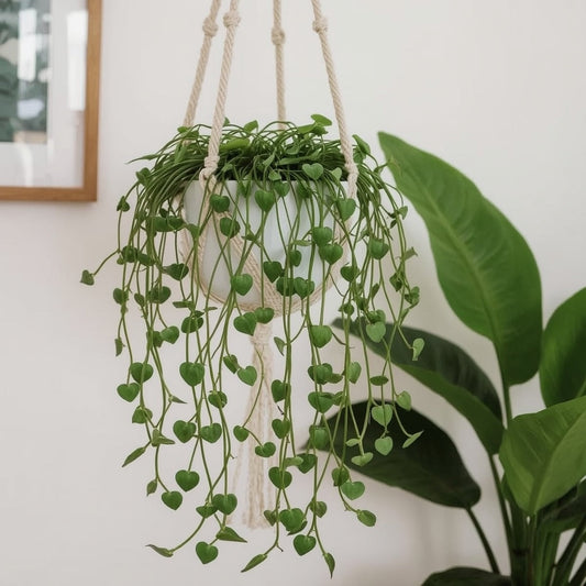 Worm Plant Care Guide - Delicate Trailing Hearts & Easy Care