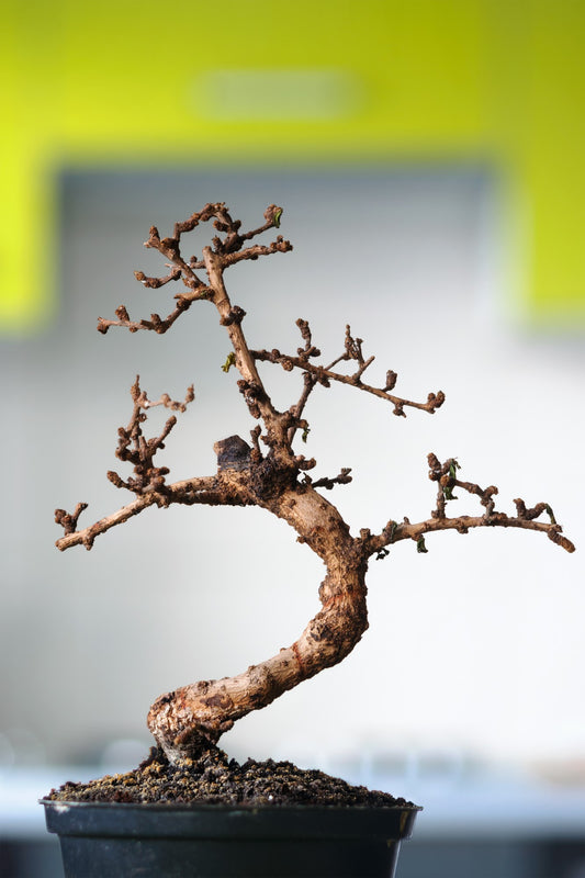 Sick Bonsai tree - how to mend and care for a sick plant