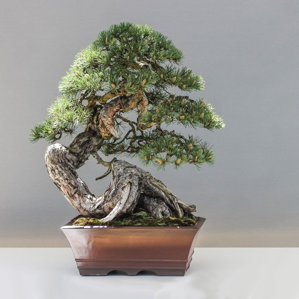 Beautiful tapered trained black spruce bonsai tree