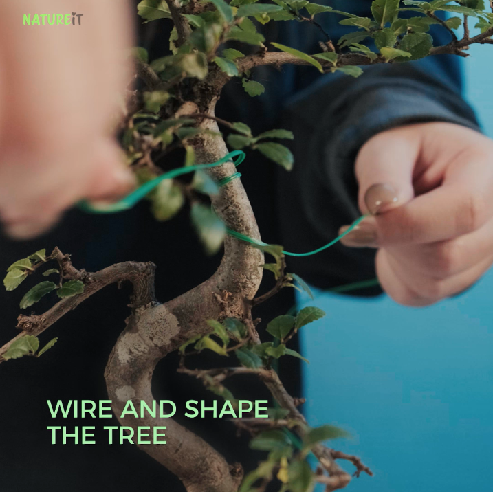 Get the Right Techniques To Wire a Bonsai Tree For Optimal Growth