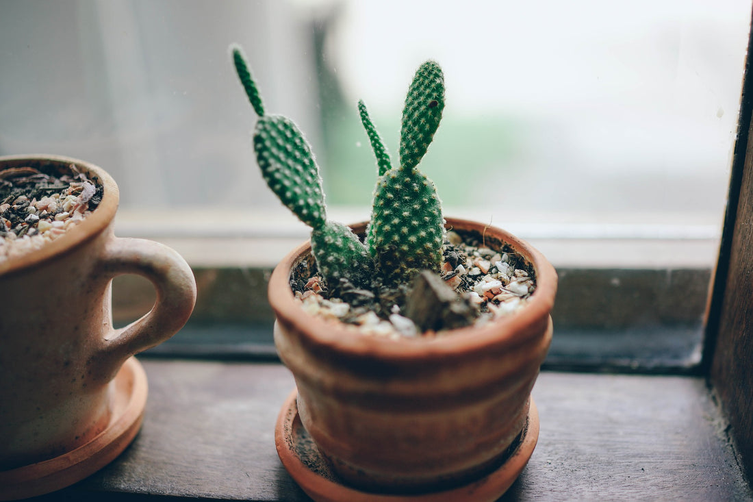 How long does it take for cactus to grow from seed?