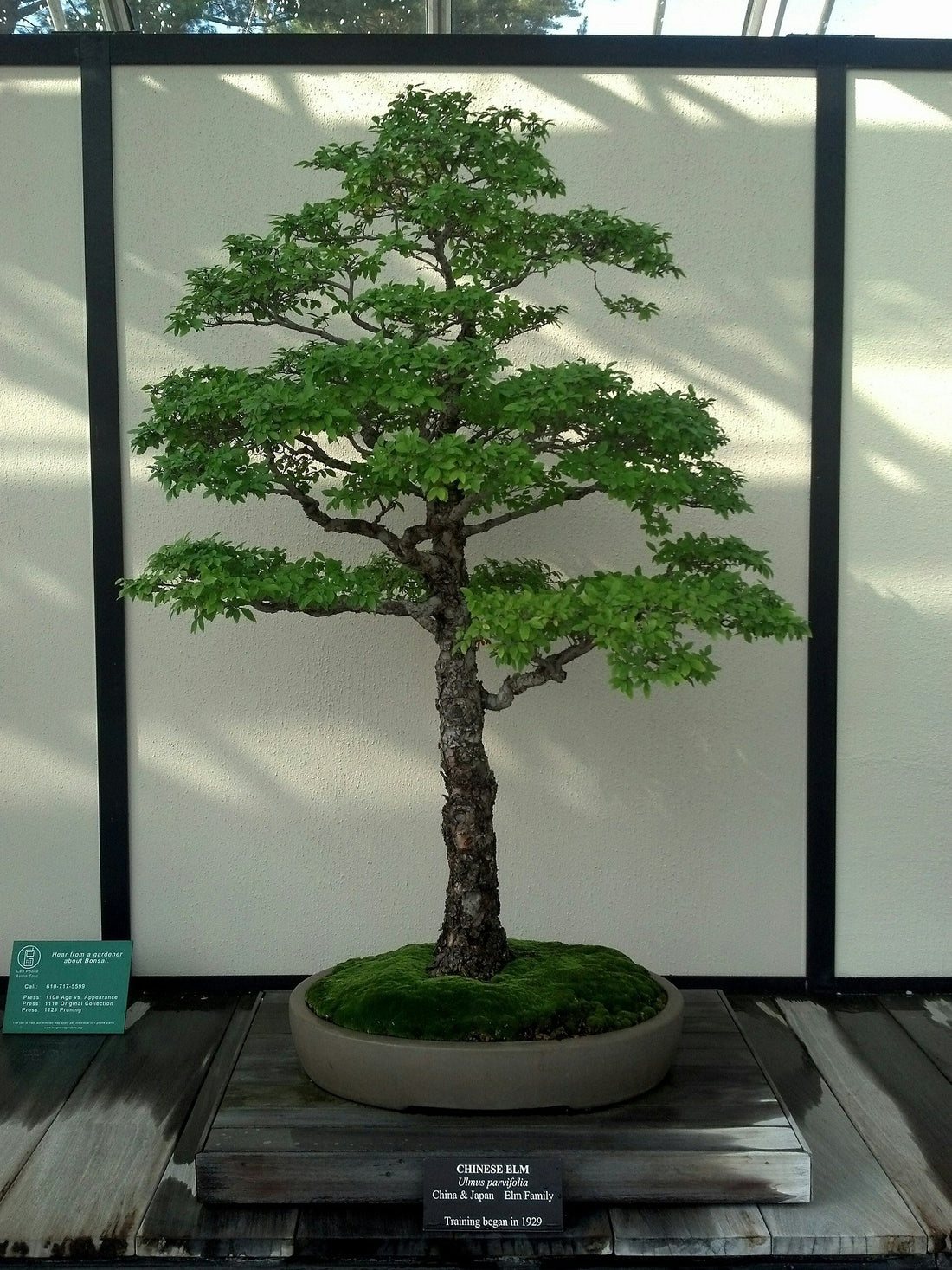 Tall Bonsai tree in a container
