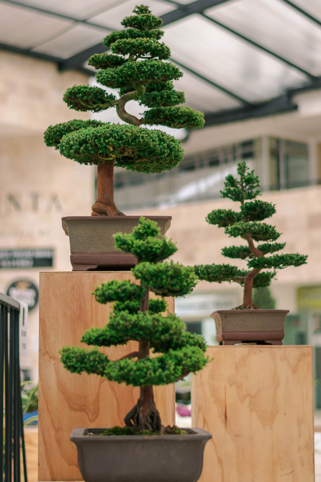 Uniquely designed bonsai trees 