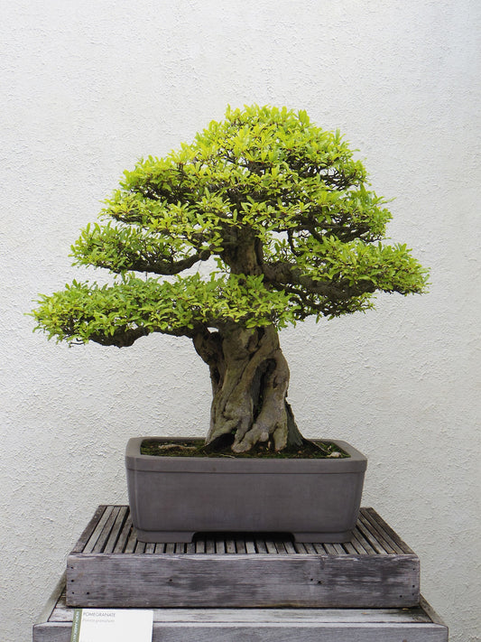 Thick bonsai trunk 