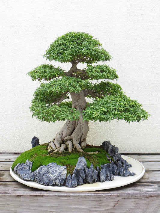 Nebari root flare bonsai tree care