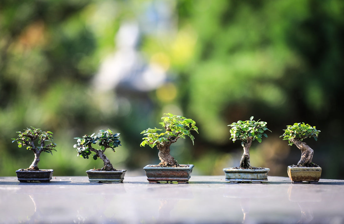 Why Every Plant Lover Needs a Bonsai Tree in Their Collection