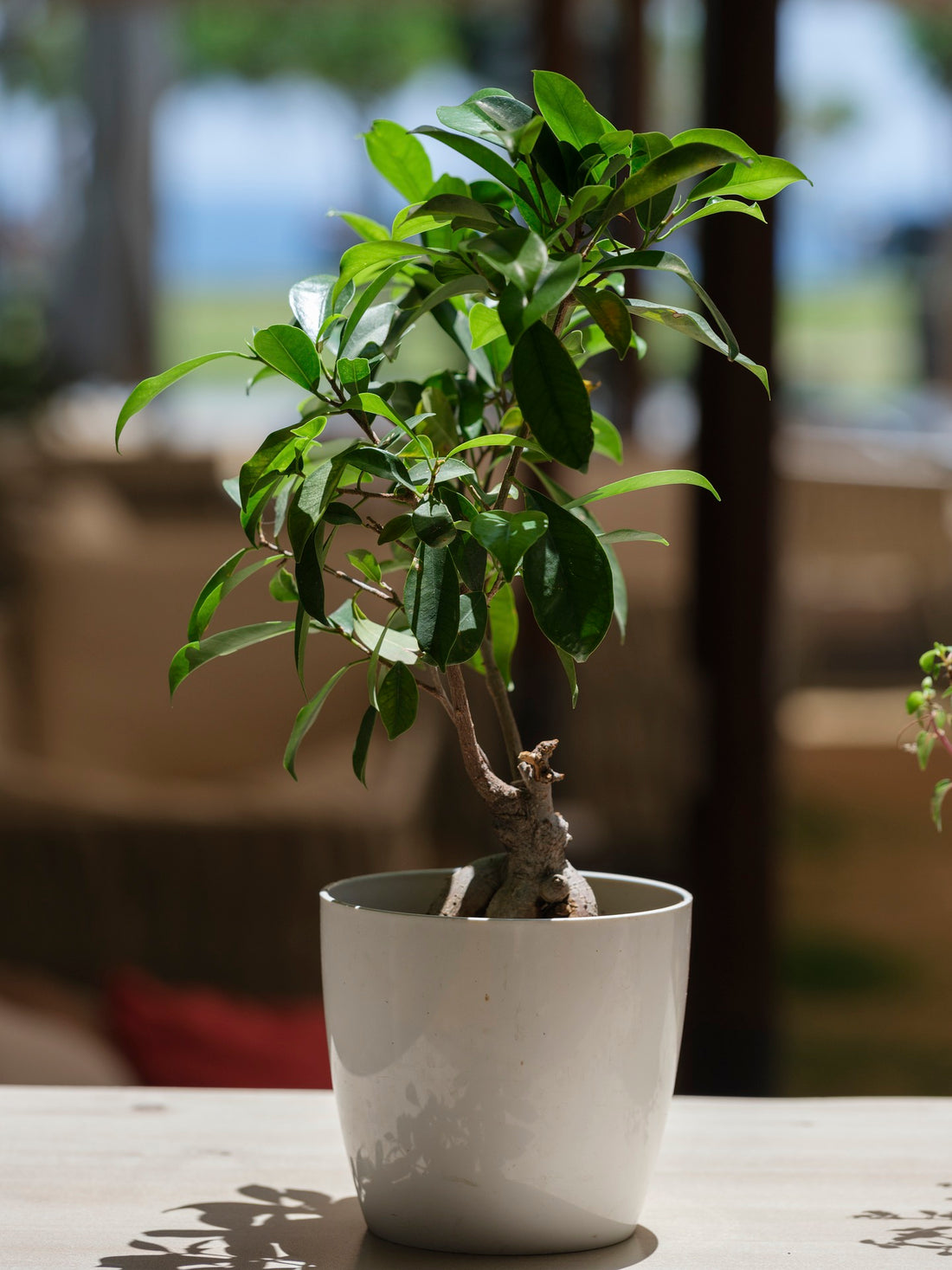 indoor bonsai plant