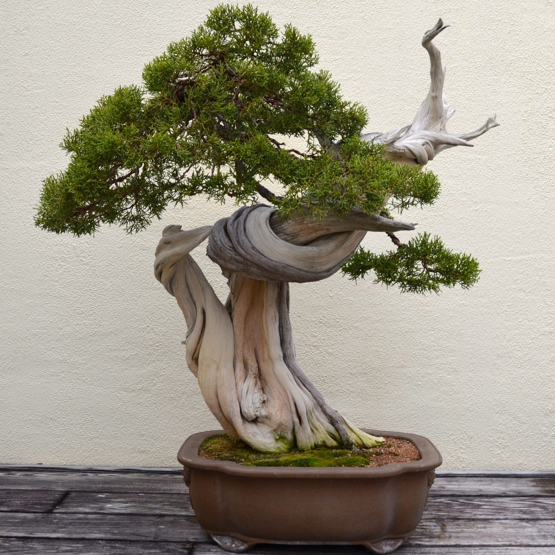deadwood bonsai tree trunk