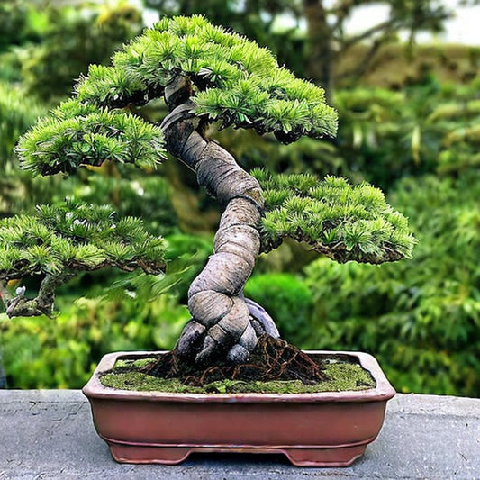 Palm tree bonsai