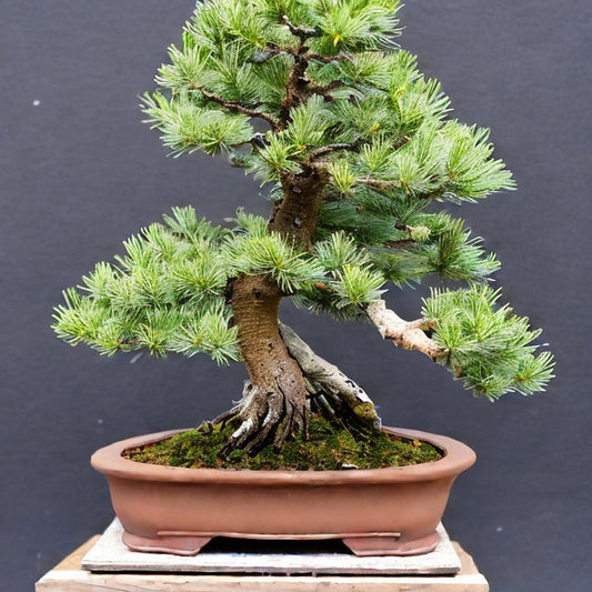 Norway Spruce Bonsai from seed