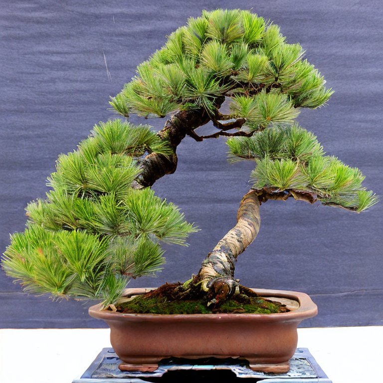 Mugo Pine Bonsai