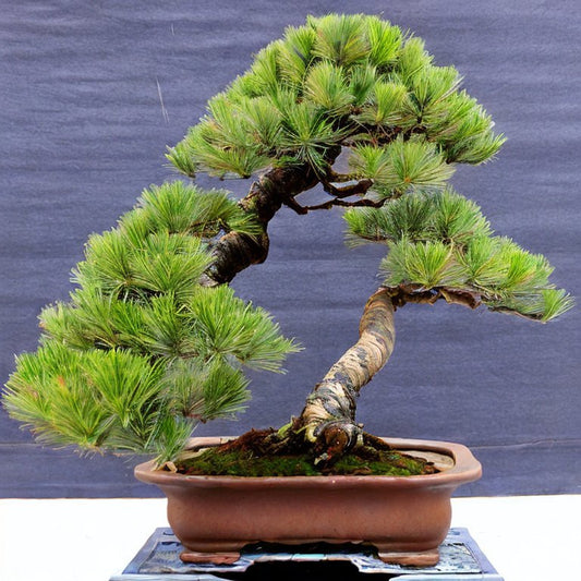 Mugo Pine Bonsai