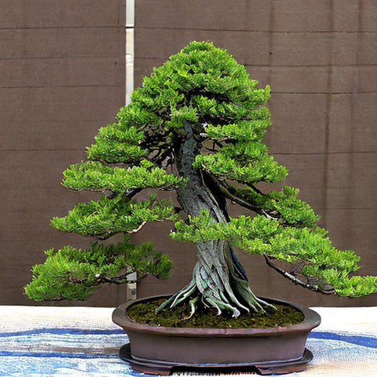 Cypress Bonsai