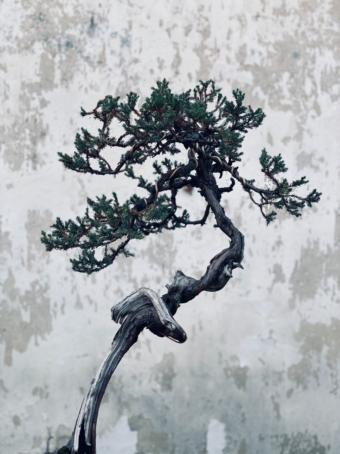 Bonsai Care 101: How to Keep Your Tree Thriving