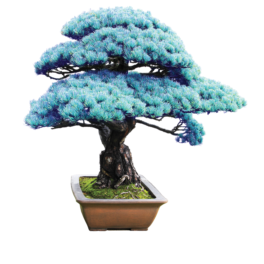Blue Bonsai