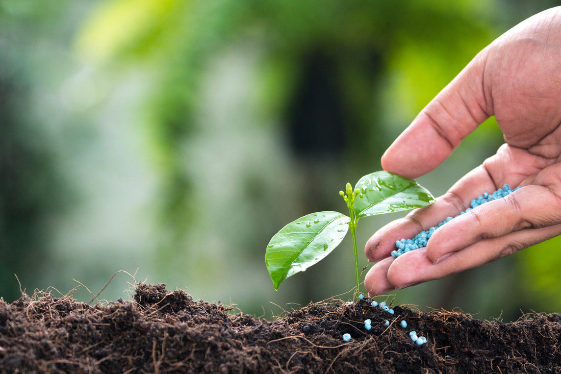 Bonsai seeding