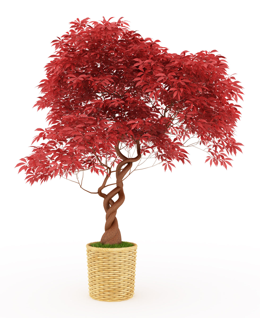 How do you take care of a flame tree bonsai?