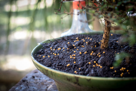 The Beauty of Norway Spruce Bonsai