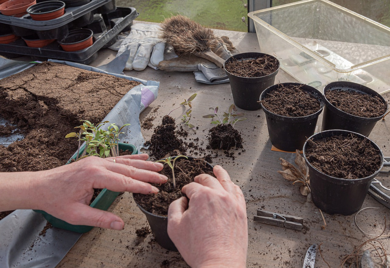 Transplanting your sprouts to their new home - when to transplant your ...