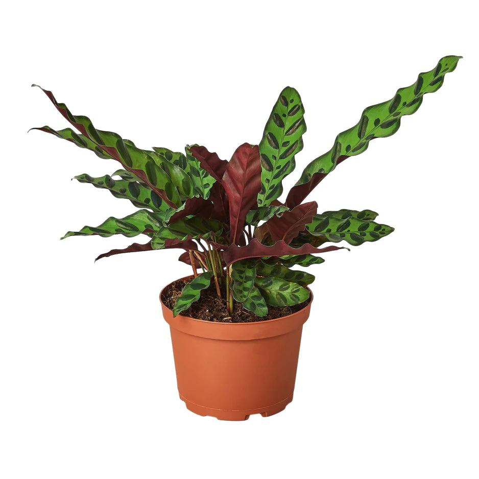 Tropical Indoor Plants
