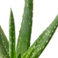 Aloe Vera Plant Pot