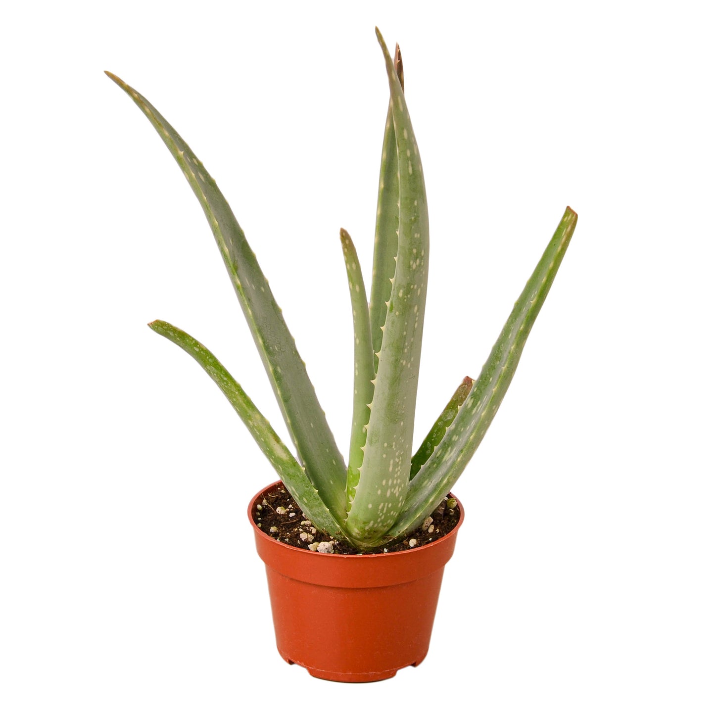 Aloe Vera Plant Pot