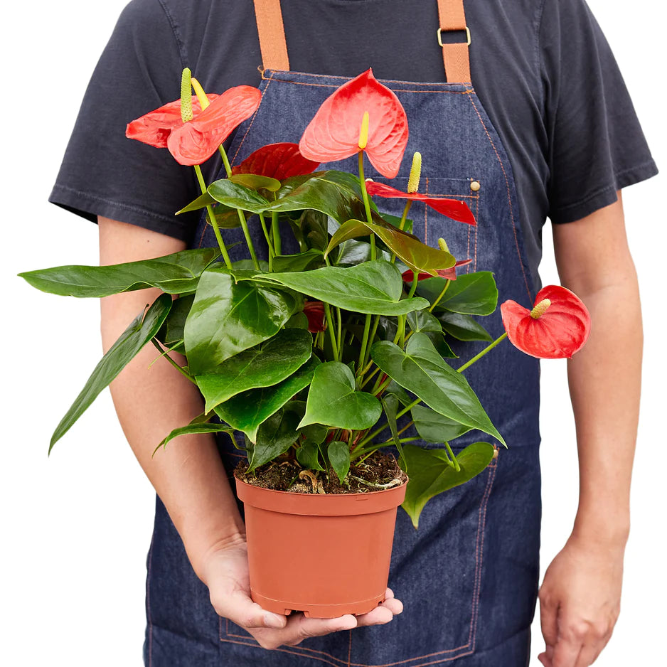 Painted anthurium plant