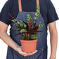 Grow Peacock Plant