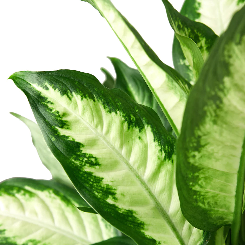 Dieffenbachia Camille plant zoomed