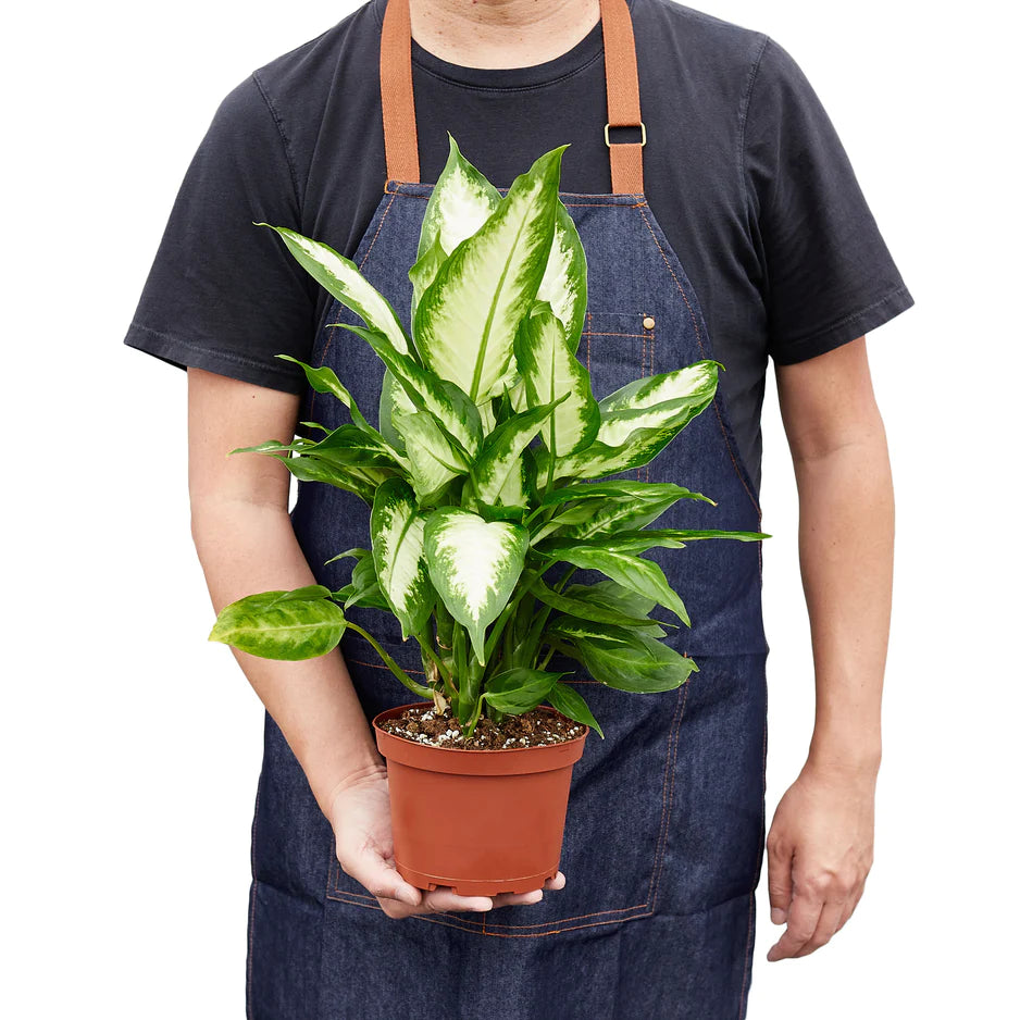 dieffenbachia for sale Dieffenbachia Camille