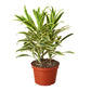 Dracaena Indoor plant