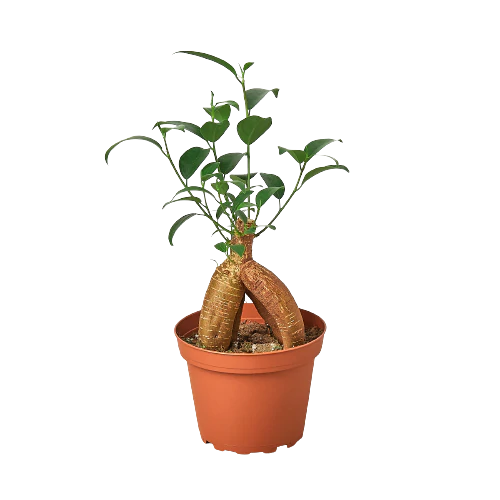 Bonsai Tree - Ficus Ginseng