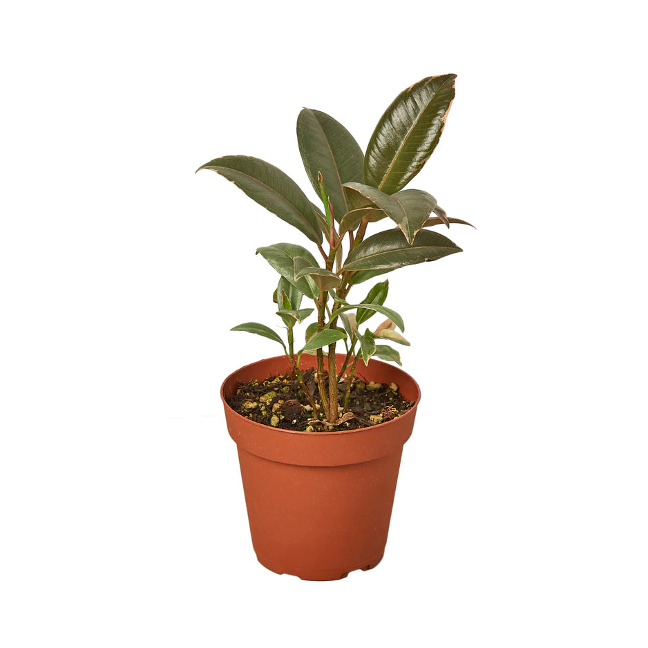 shop Variegated Rubber tree 