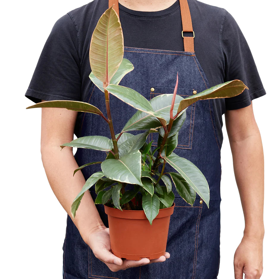 Ficus Elastica indoor plant