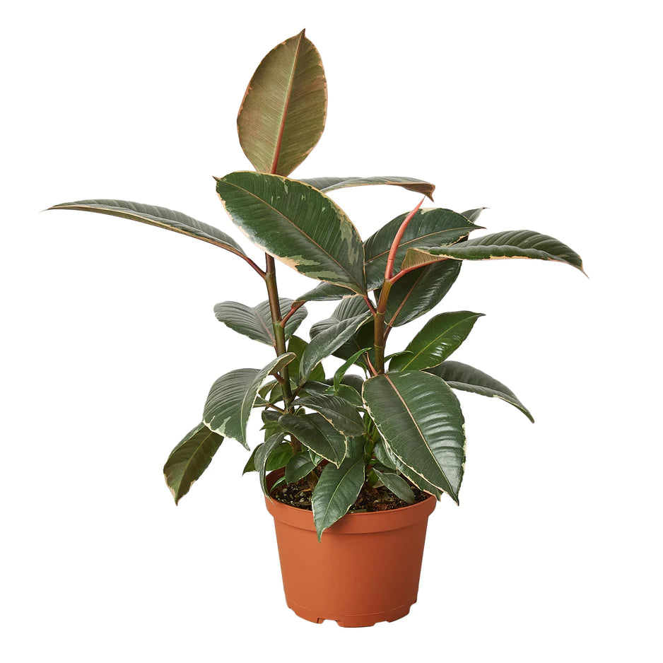 Ficus Elastica plant