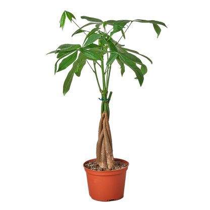 Bonsai Money Tree Guiana Chestnut Pachira Braid