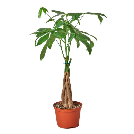Bonsai Money Tree Guiana Chestnut Pachira Braid