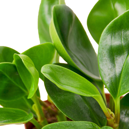 thai succulents Buy Peperomia Thailand
