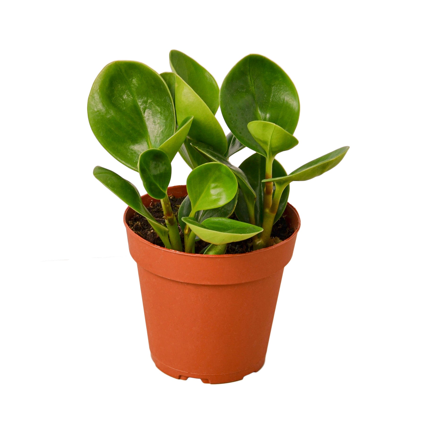 is a peperomia a succulent Peperomia Thailand