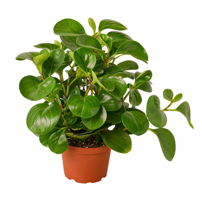 thai succulents Peperomia Thailand