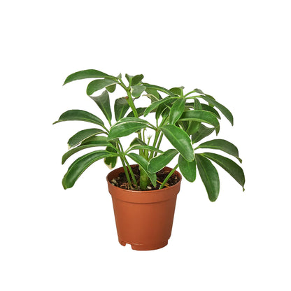 Shop Dwarf umbrella tree