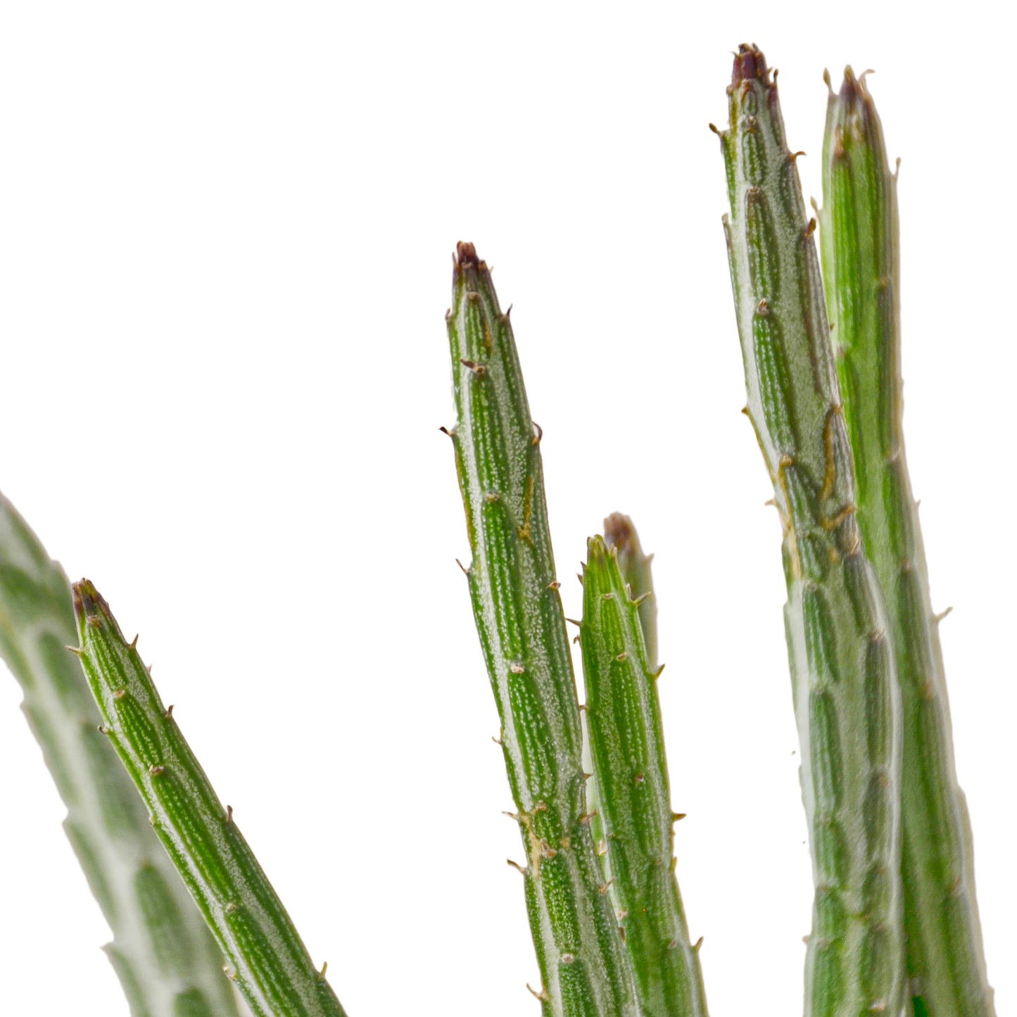 Senecio Stapeliiformis Pickle Plant House Plant