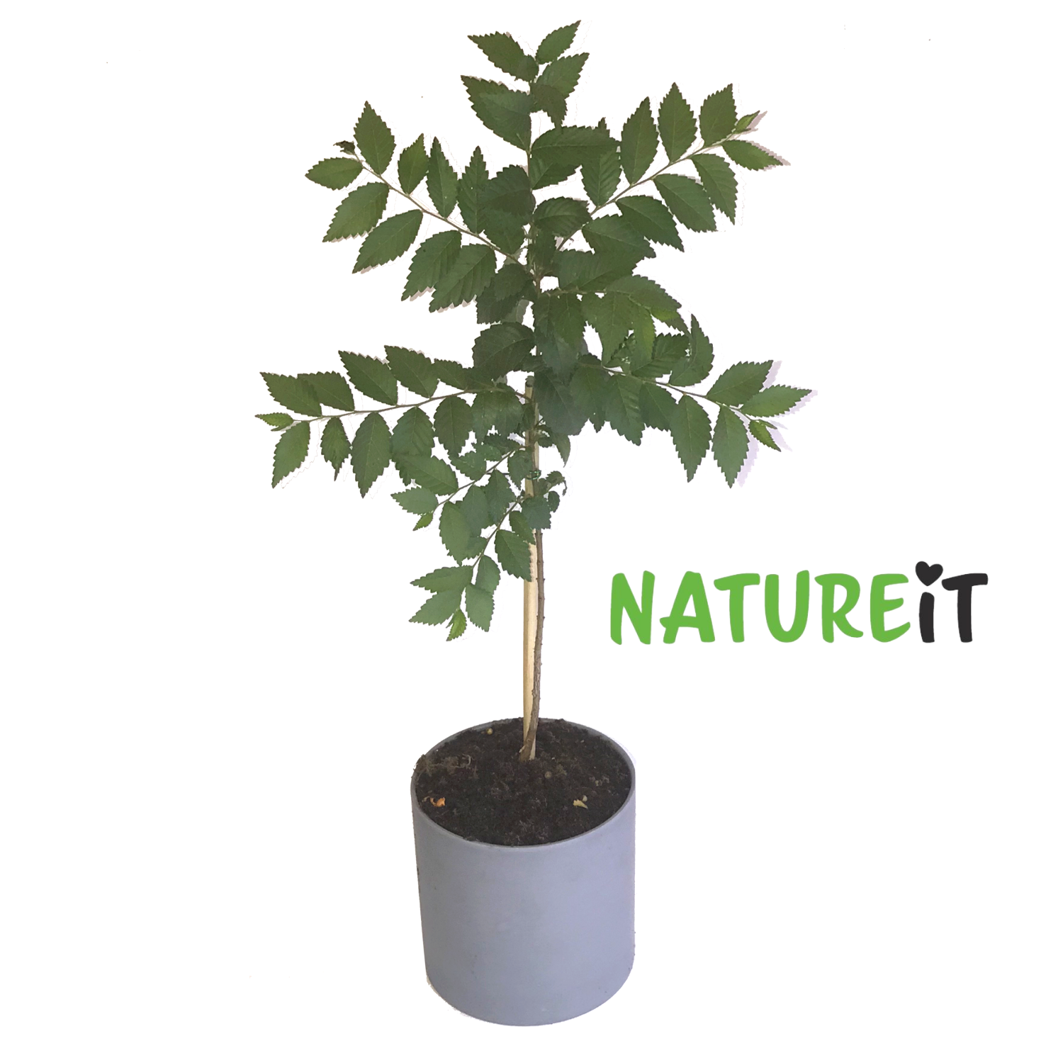 bonsai chili pepper tree Grow Bonsai Tree Kit + Hot Chili Peppers Starter Kit Bundle