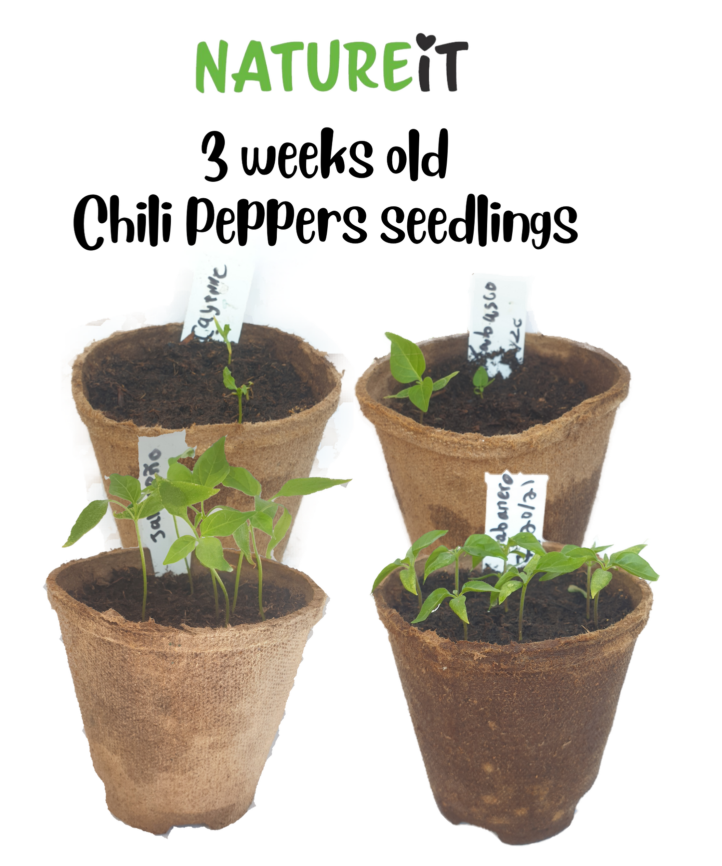 3 weeks old Chili pepper plants seedlings grown from seed using Natureit hot chili peppers seed starter kit