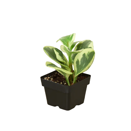Peperomia 'Marble' House Plant