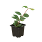 Shop Peperomia plant