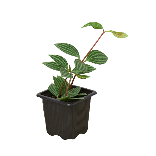 Shop Peperomia plant