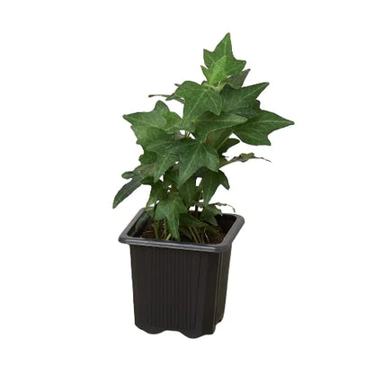 Grow English Ivy