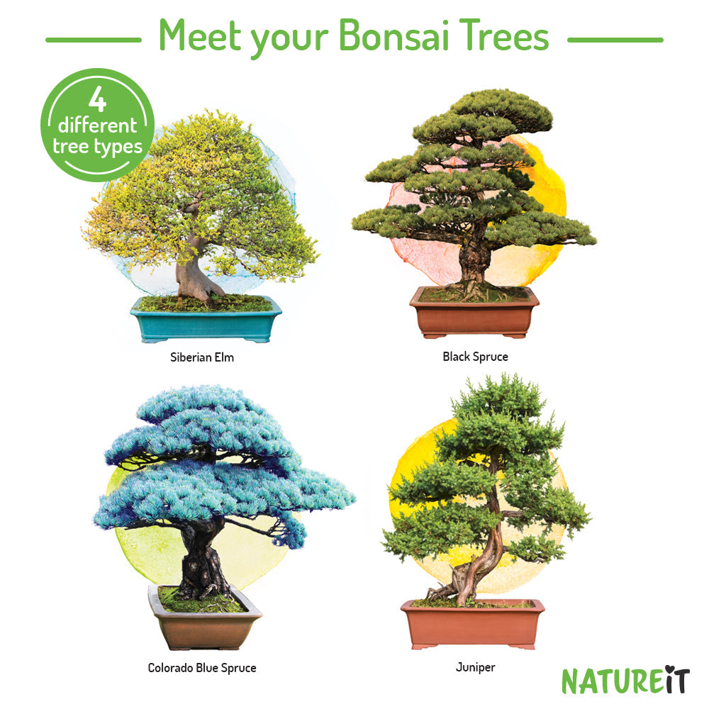 4 unique bonsai trees - grow your own bonsai trees from seed with natureit bonsai tree grow kit