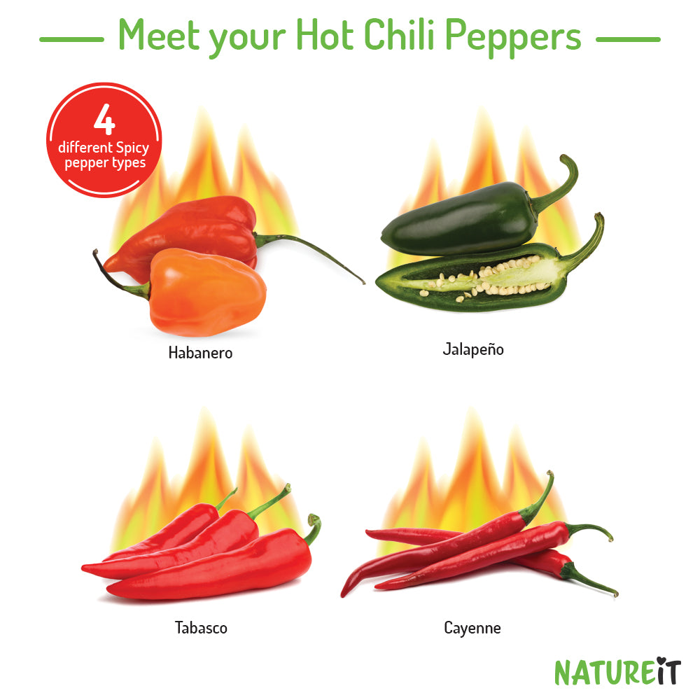 Hot chili peppers seed starter kit - Everything you need to grow 4 Spicy chili peppers from seed
